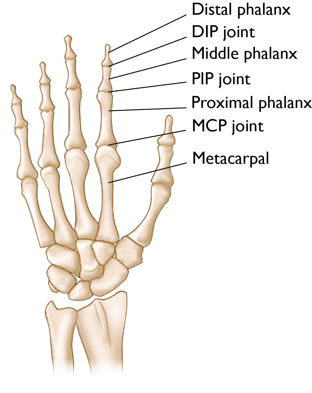 DIP, PIP, and MCP Finger Joints