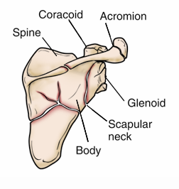 Illustration of fracture patterns in the scapula