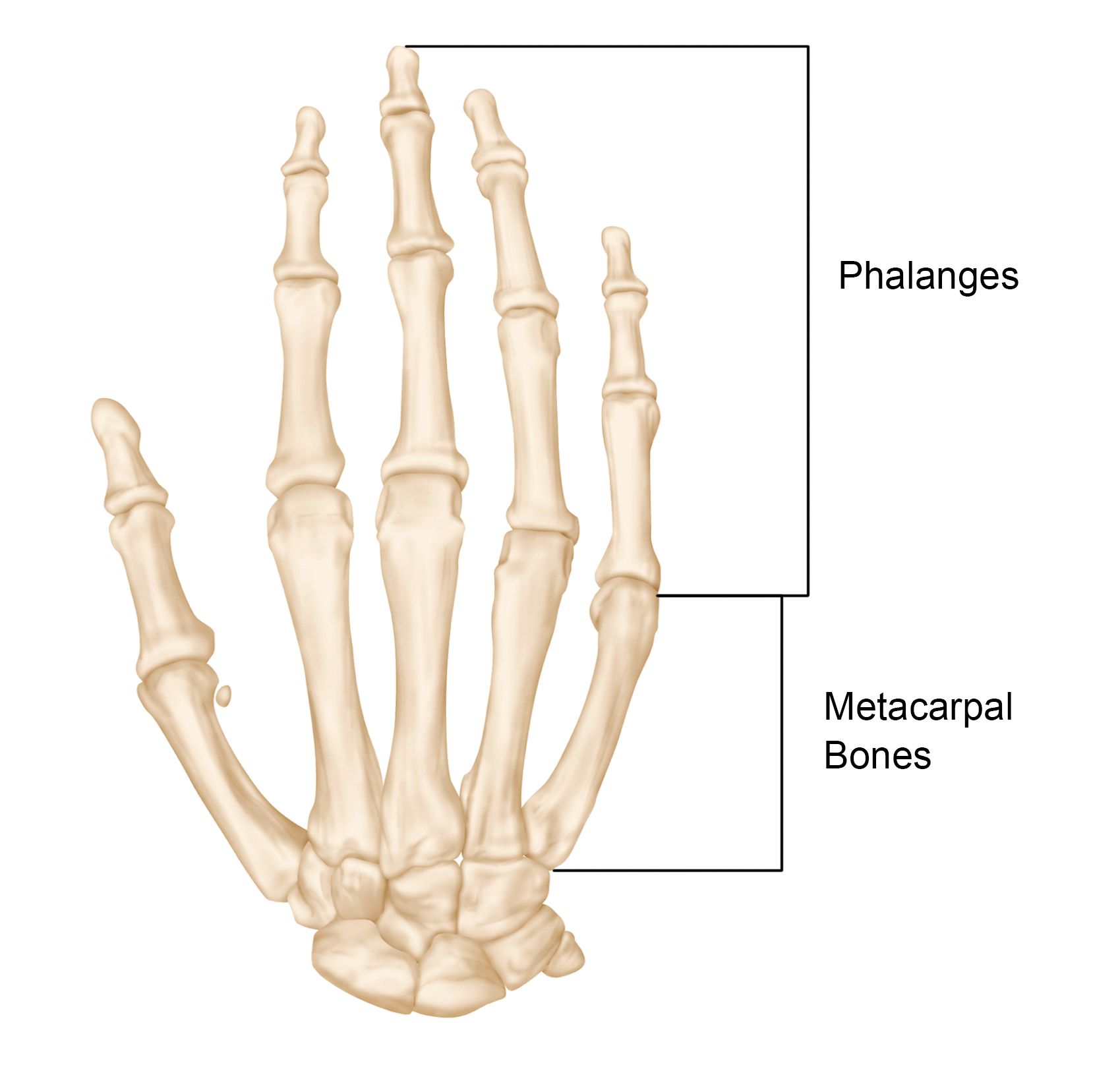Finger and Hand Bones