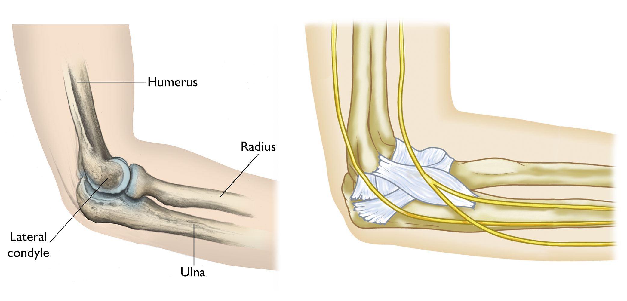 The anatomical structures of the elbow
