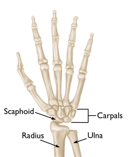 Normal and and wrist anatomy