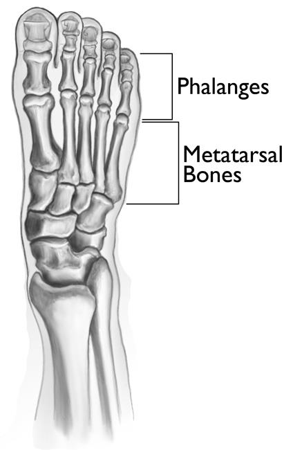 The bones of the forefoot. 