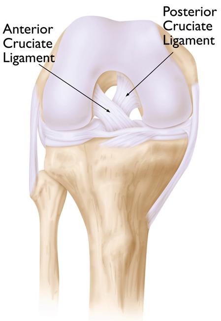 Normal knee anatomy, including the anterior cruciate and posterior cruciate ligaments