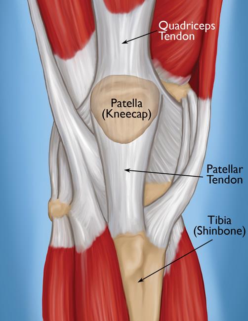 The knee and tendons 