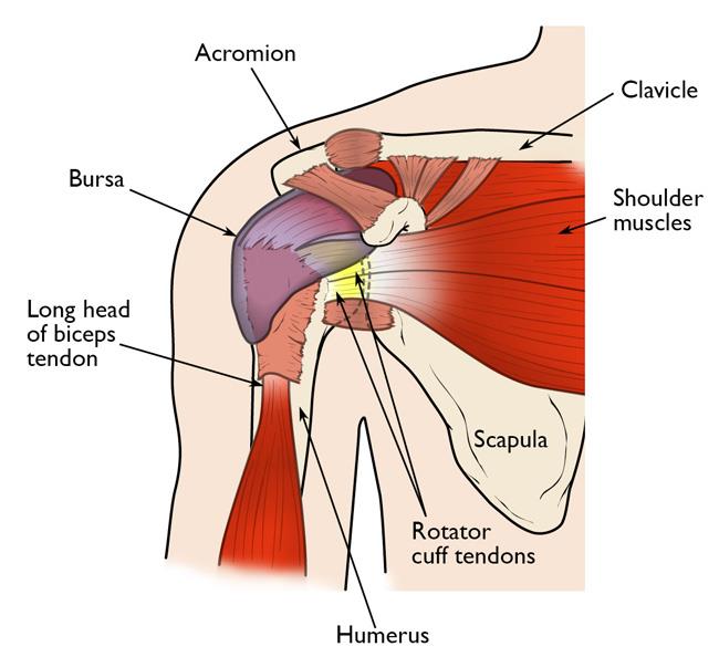 Normal shoulder anatomy, including the rotator cuff tendons