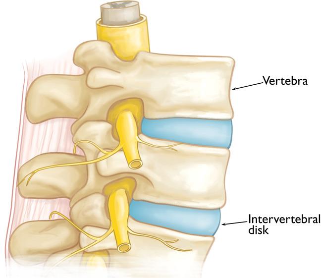 Vertebrae and intervertebral disks