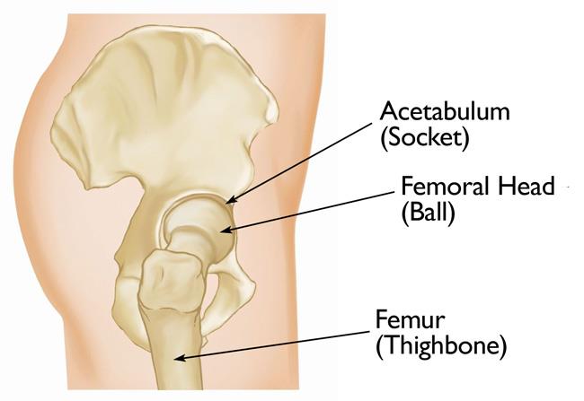 Normal hip anatomy, side view