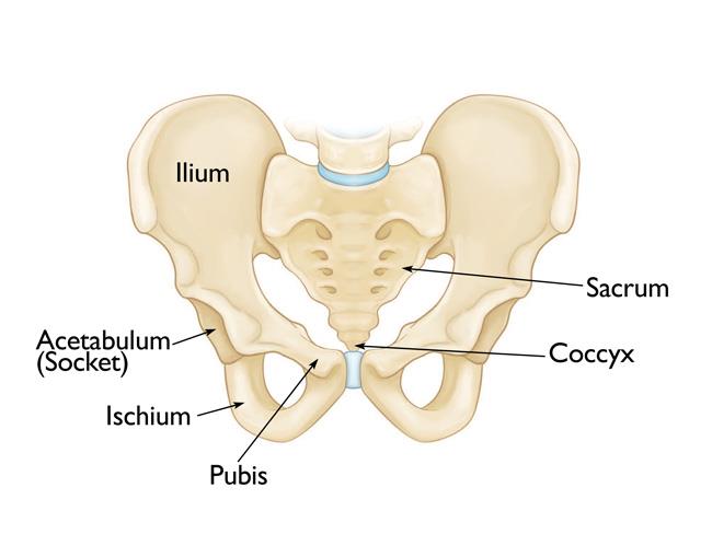 Anatomy of the pelvis