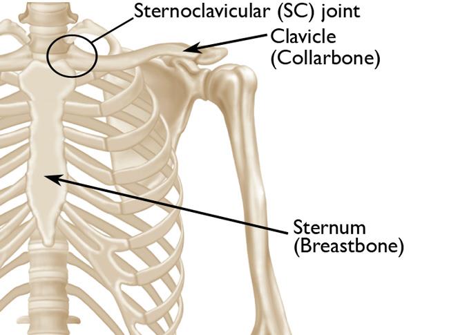 anatomy of sternoclavicular joint
