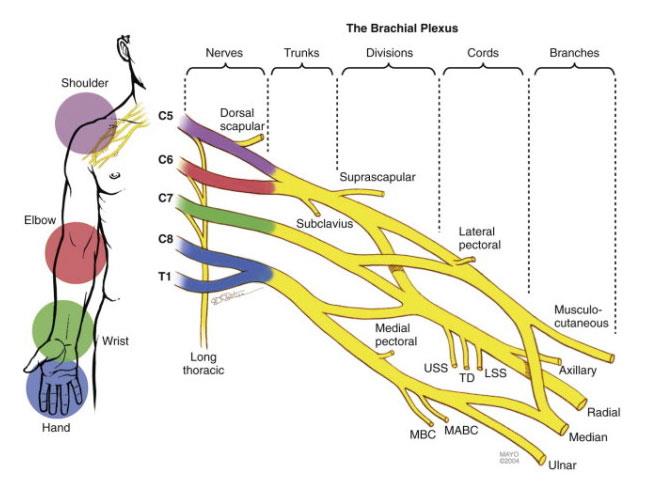 The five nerves that form the brachial plexus 