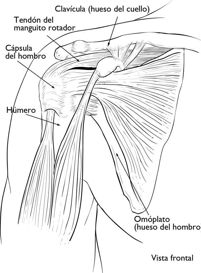 La cápsula del hombro rodea la articulación del hombro y los tendones del manguito rotador. 