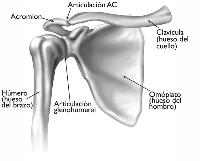 Los huesos y las articulaciones del hombro. 