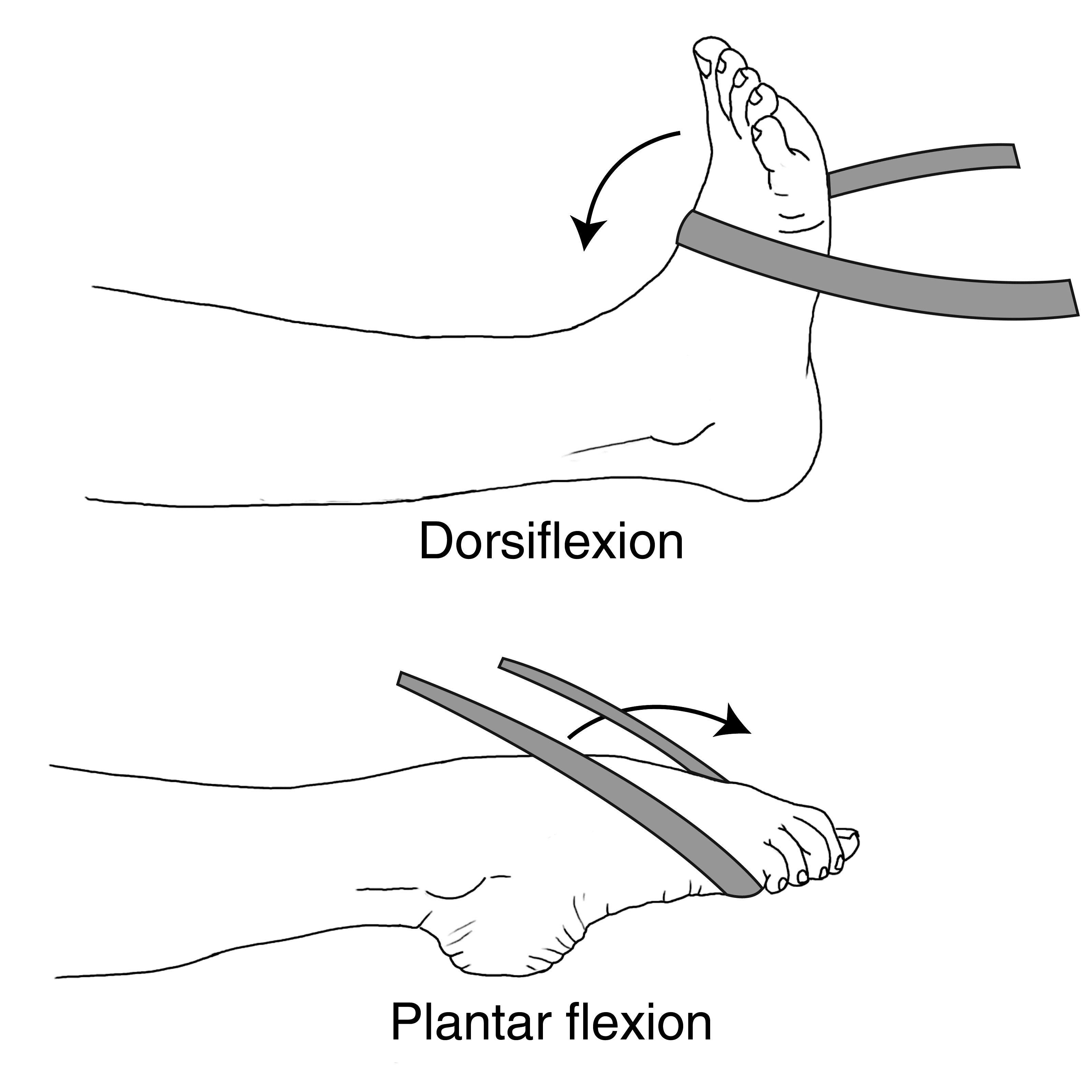 Ankle dorsiflexion/plantar flexion