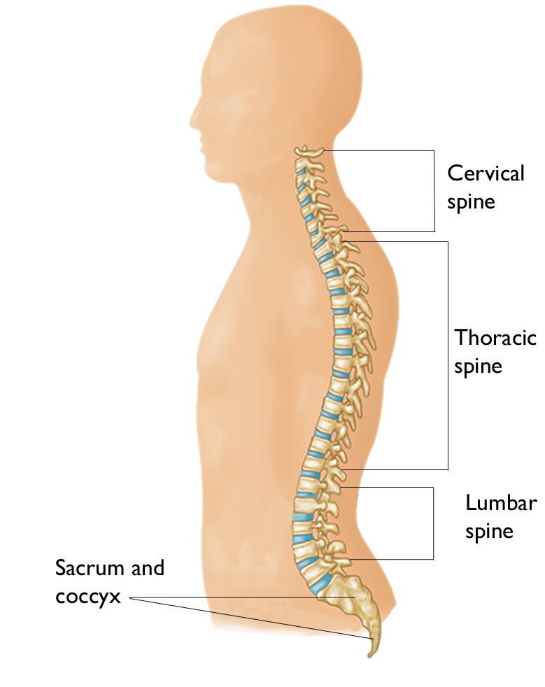 Regions of the spine