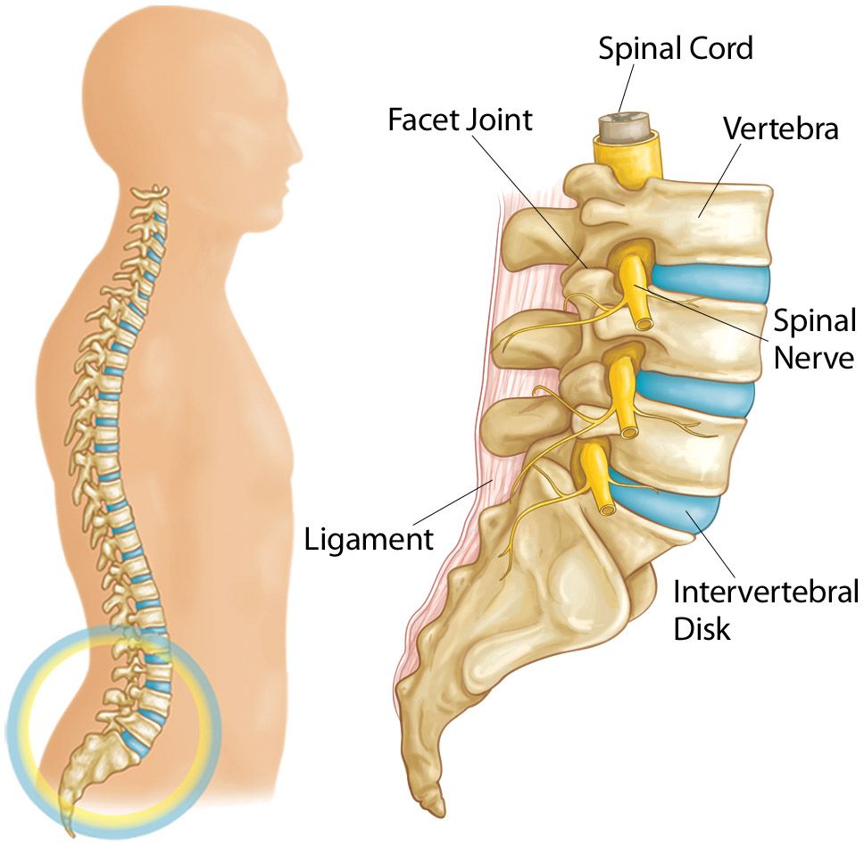 Parts of the lumbar spine (lower back)