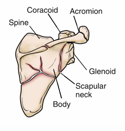 Scapula fracture patterns