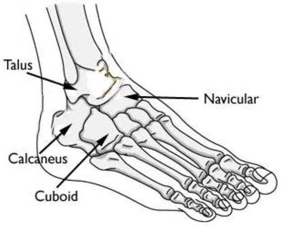 anatomy of hindfoot