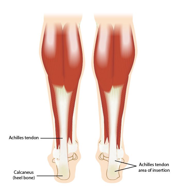Insertion point for Achilles tendon