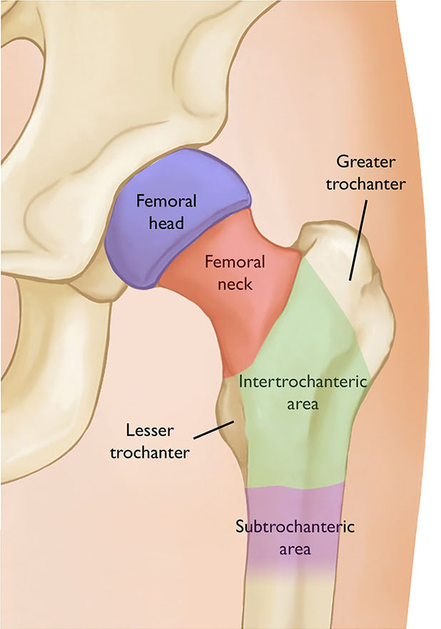 areas of the hip
