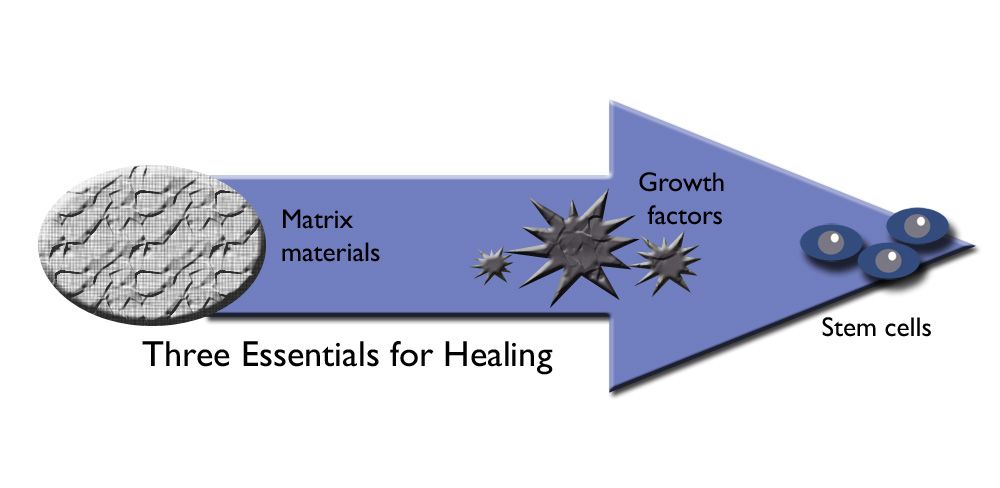 Three factors necessary for healing