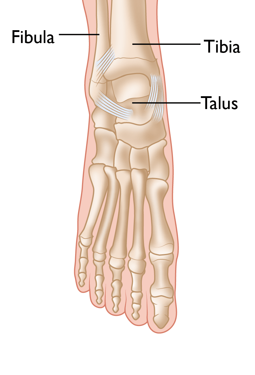 normal foot anatomy