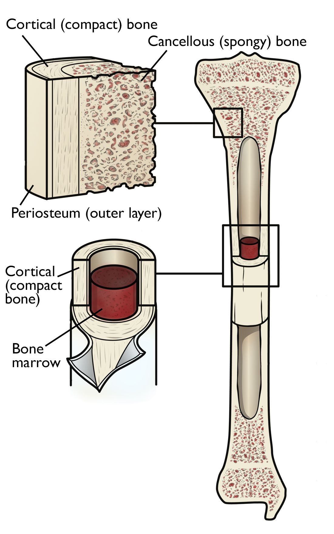general anatomy of bone