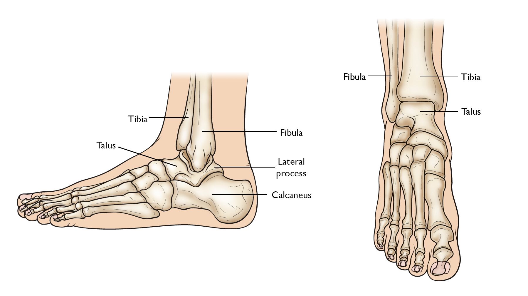 Normal foot and ankle anatomy