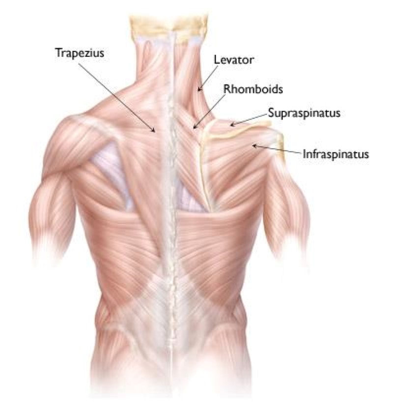 Muscles in the upper back 