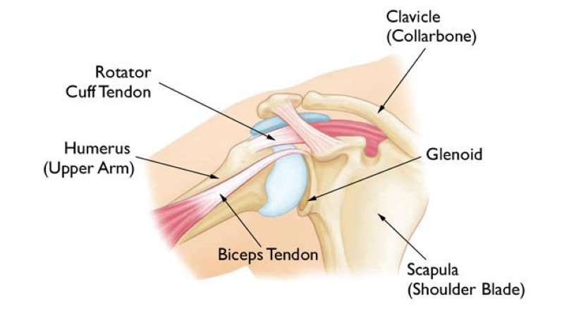 Normal shoulder anatomy. 