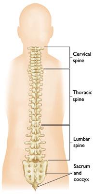 Back view of the spine