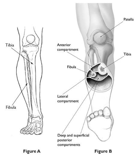 Major muscle compartments in lower leg