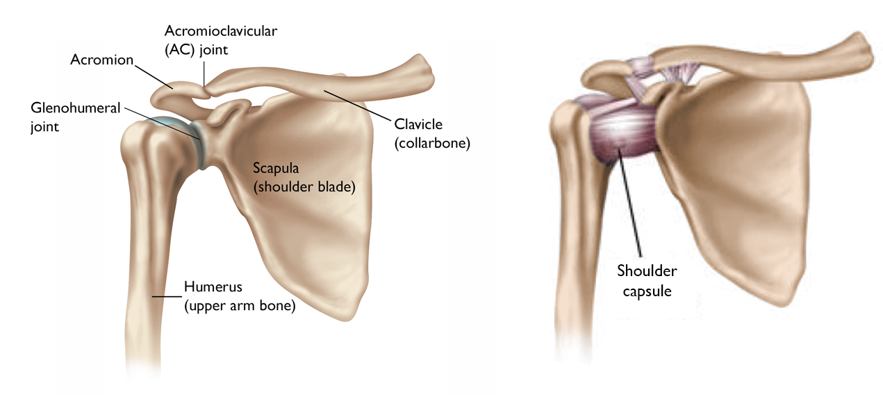 The bones of the shoulder
