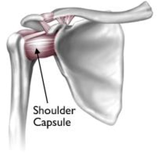 The ligaments of the shoulder