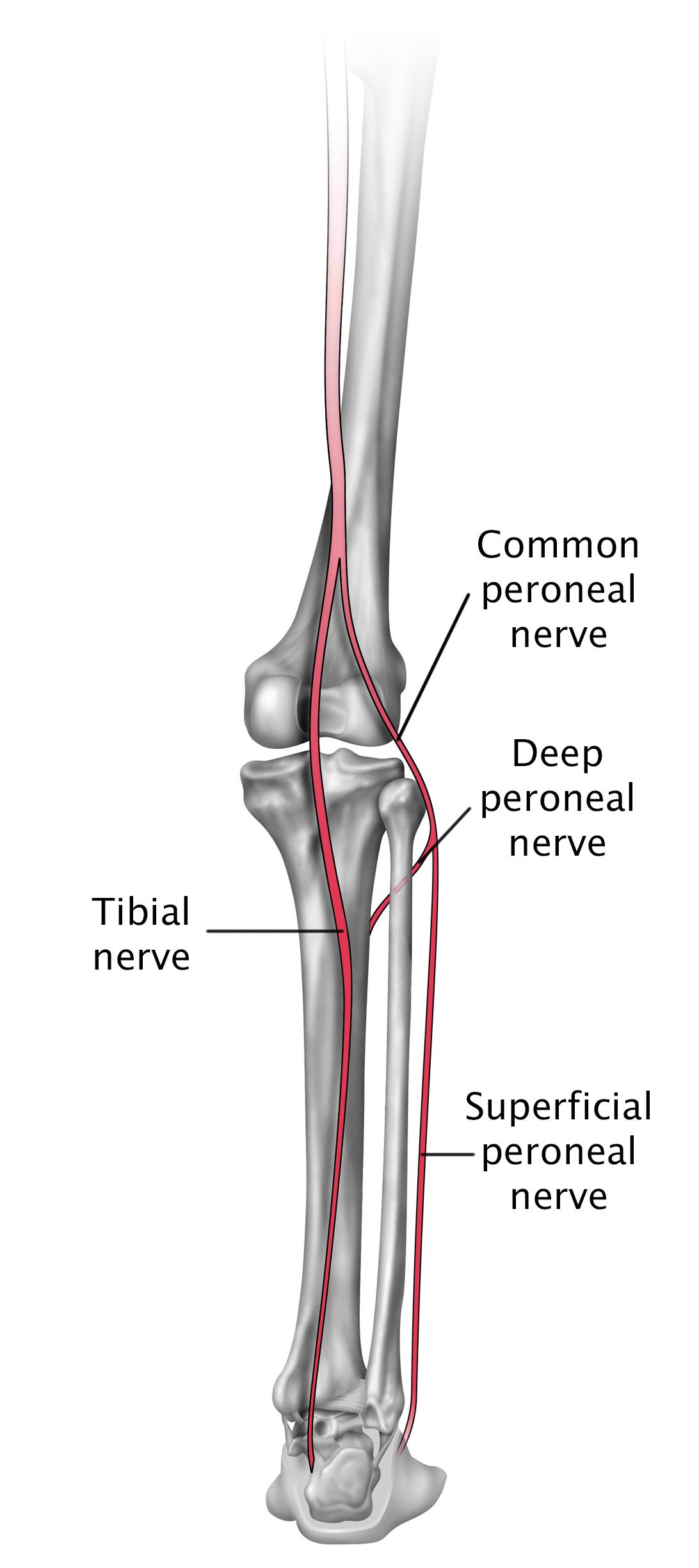 nerves in the lower leg and foot