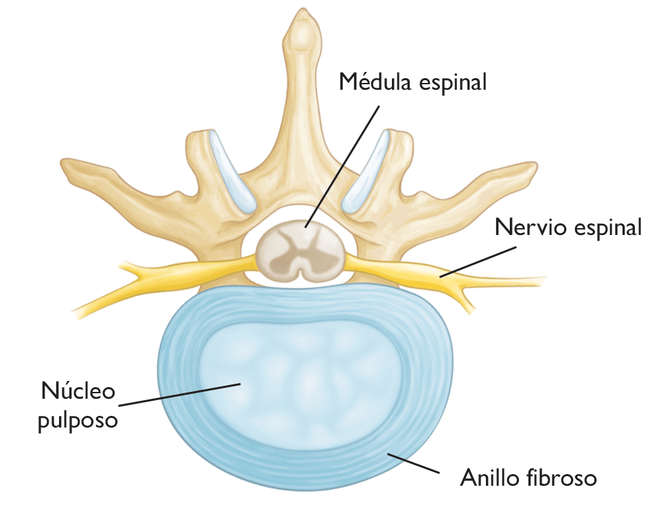 Cross-Section of Vertebrae