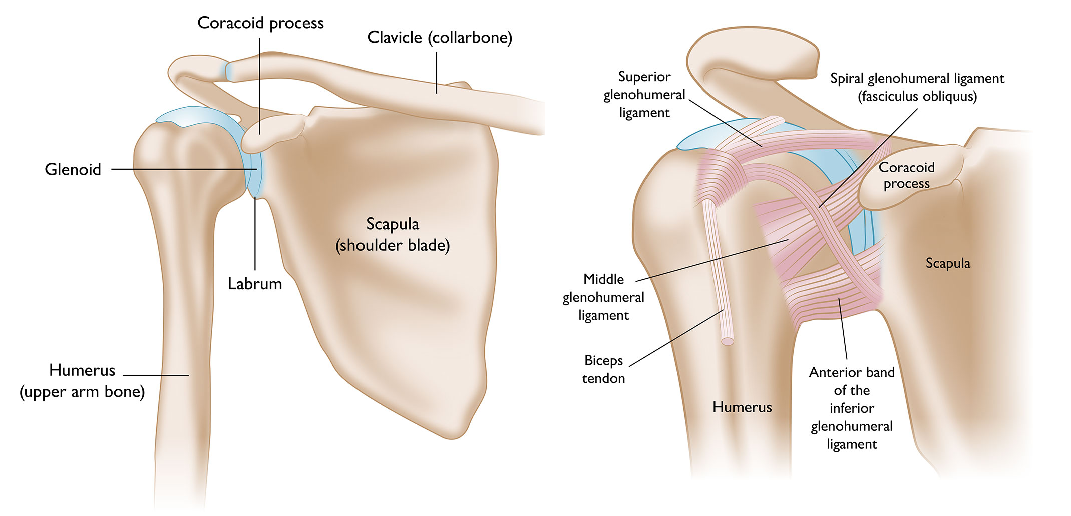 Shoulder Anatomy Showing Ligaments