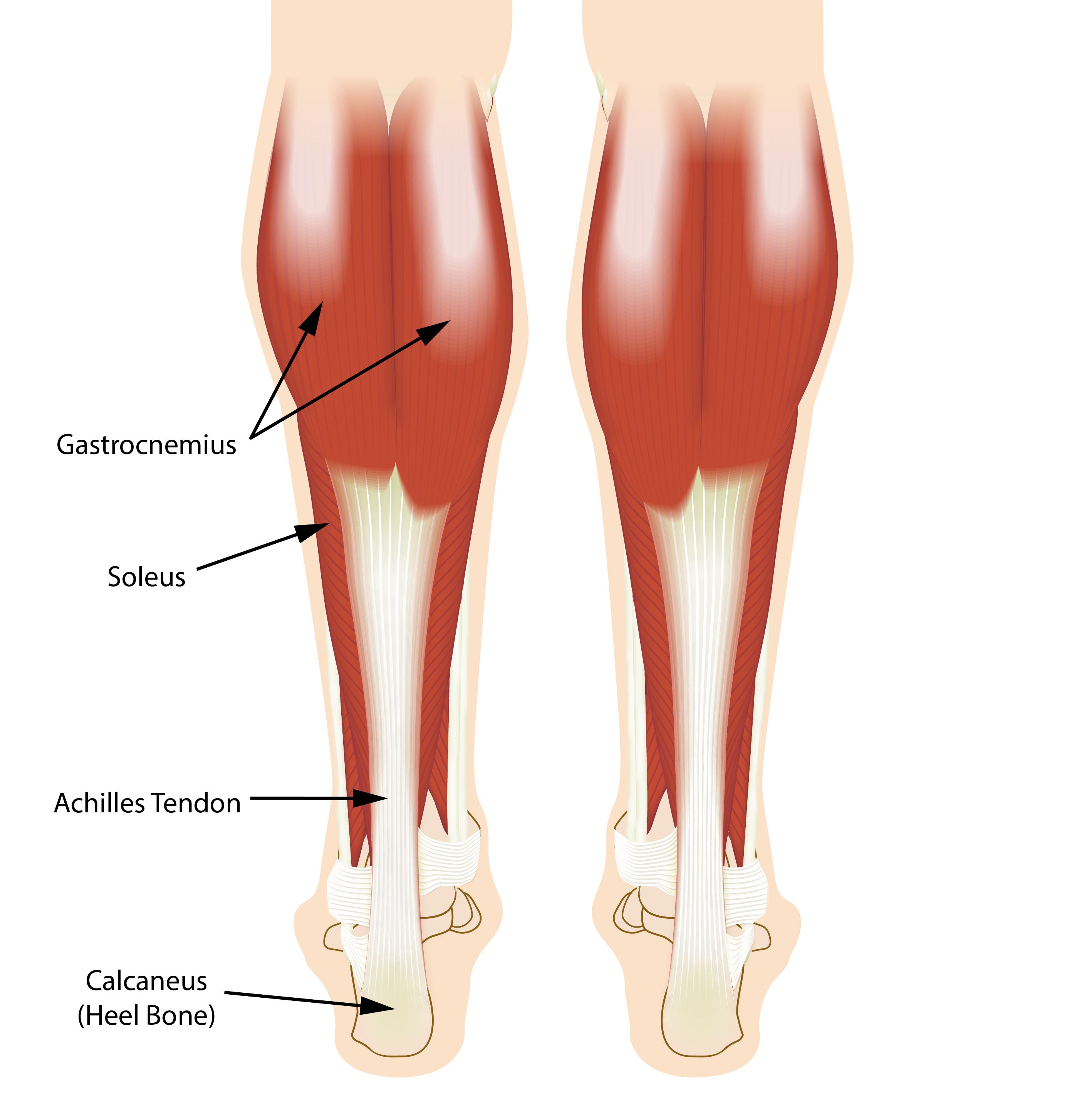 Anatomy of the calf, including muscles and Achilles tendon