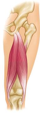 Hamstring muscle