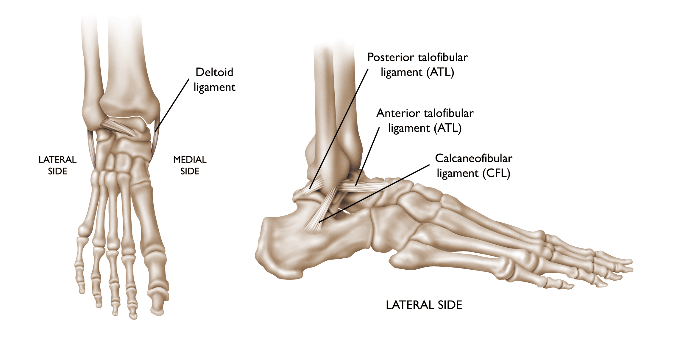 Normal anatomy of the foot and ankle