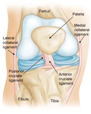 Normal knee anatomy including the ligaments