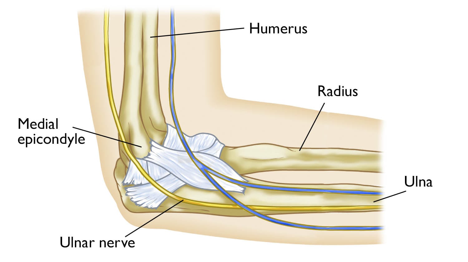 Path of ulnar nerve through elbow